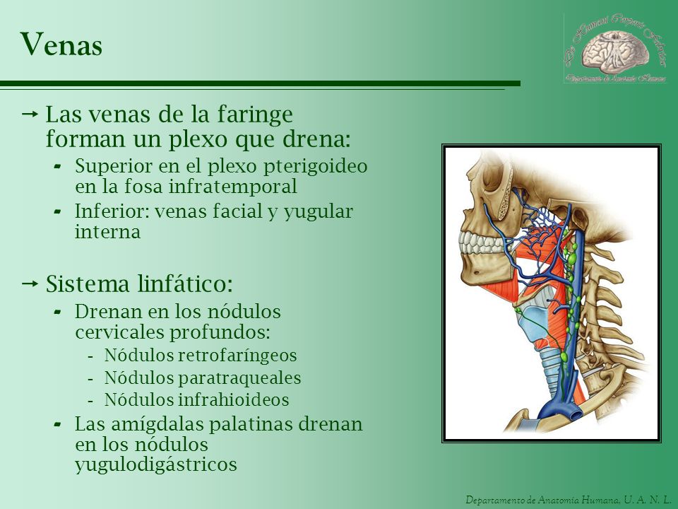 Venas Las venas de la faringe forman un plexo que drena: