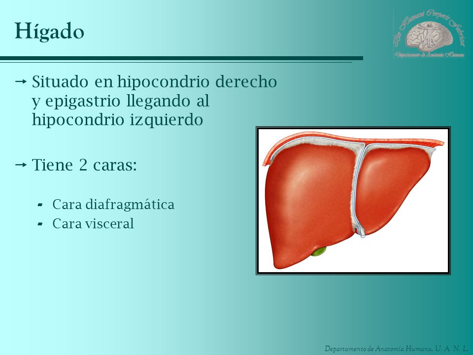 Hígado Situado en hipocondrio derecho y epigastrio llegando al hipocondrio izquierdo. Tiene 2 caras: