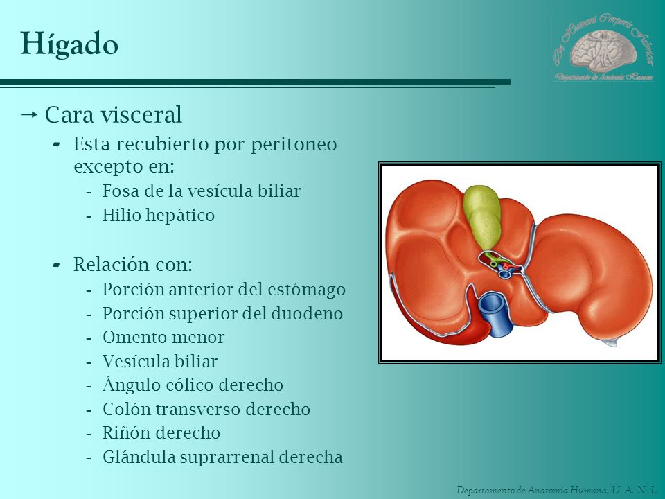 Hígado Cara visceral Esta recubierto por peritoneo excepto en: