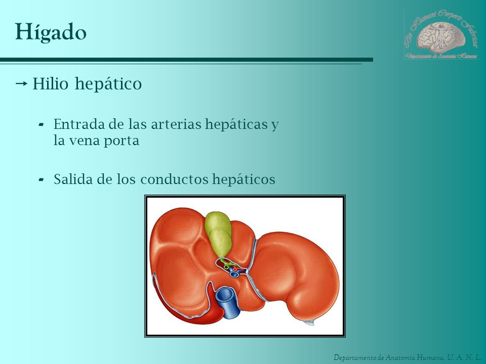 Hígado Hilio hepático. Entrada de las arterias hepáticas y la vena porta.