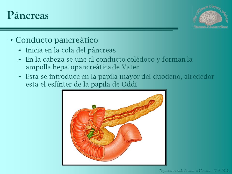 Páncreas Conducto pancreático Inicia en la cola del páncreas