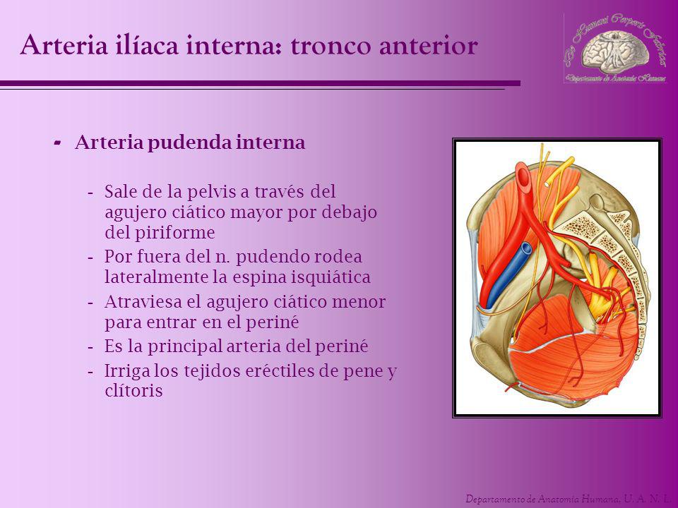 Arteria ilíaca interna: tronco anterior