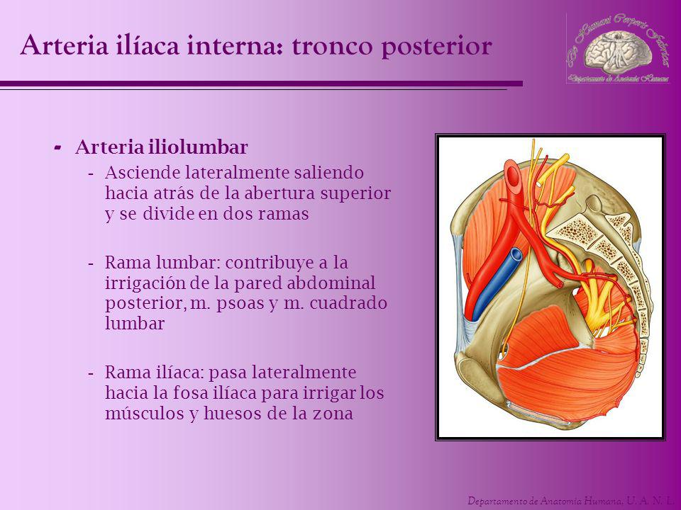 Arteria ilíaca interna: tronco posterior