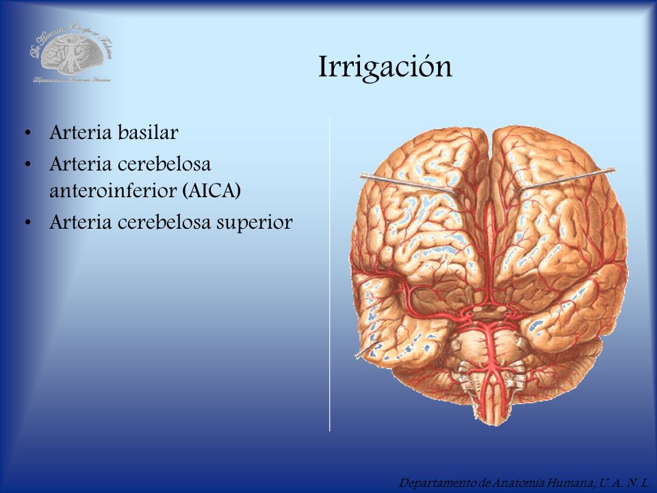 Irrigación Arteria basilar Arteria cerebelosa anteroinferior (AICA)