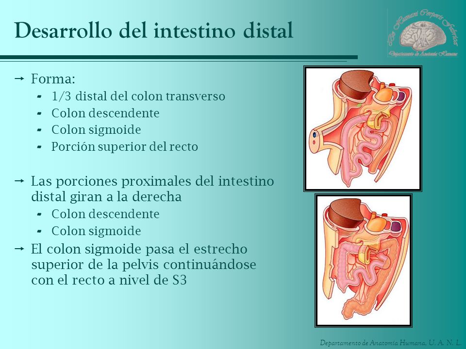 Desarrollo del intestino distal