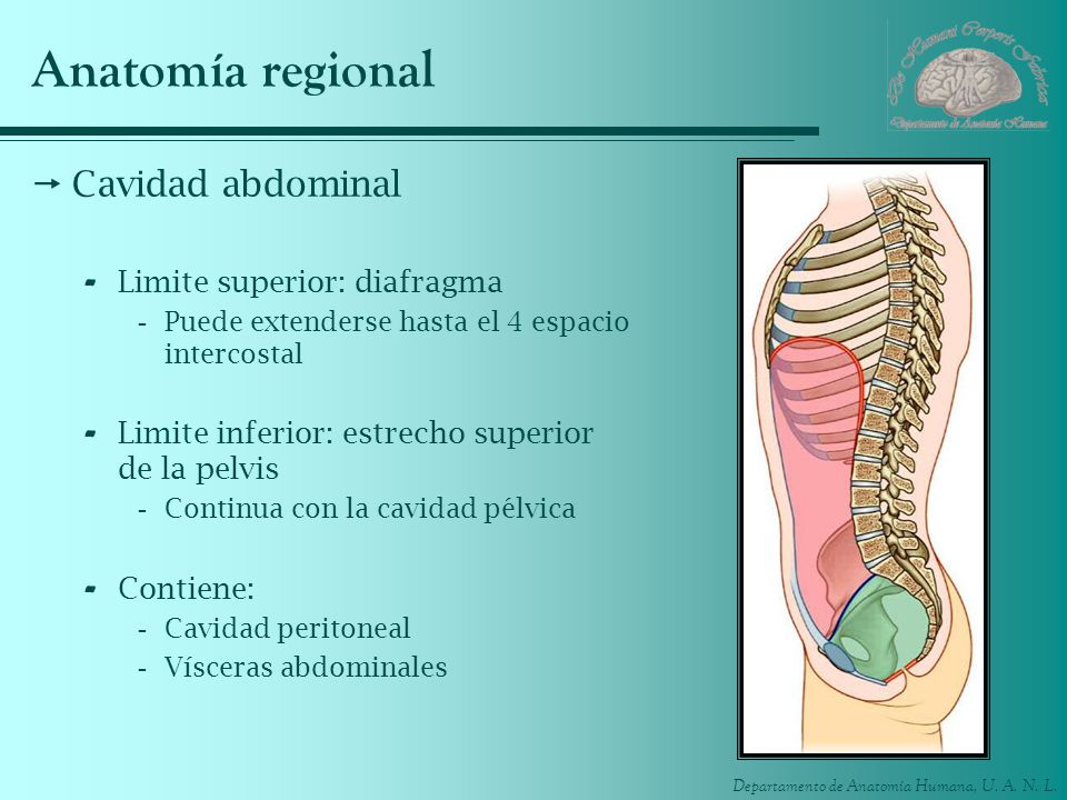 Anatomía regional Cavidad abdominal Limite superior: diafragma