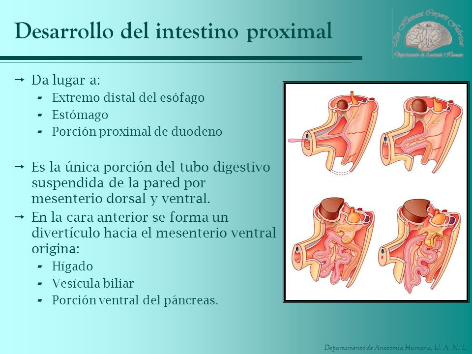 Desarrollo del intestino proximal