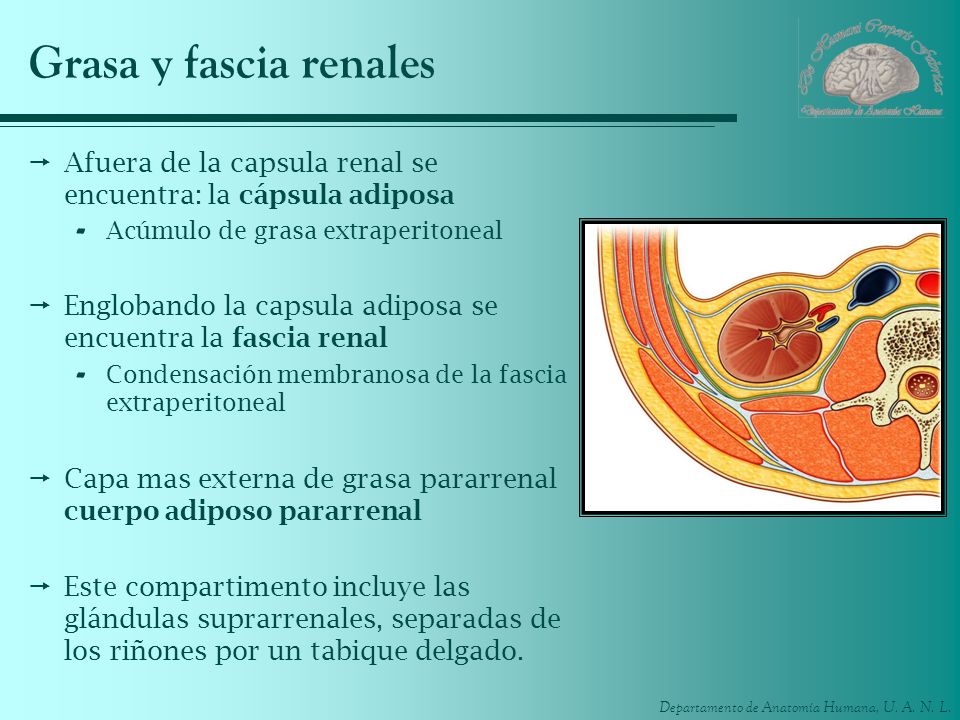 Grasa y fascia renales Afuera de la capsula renal se encuentra: la cápsula adiposa. Acúmulo de grasa extraperitoneal.