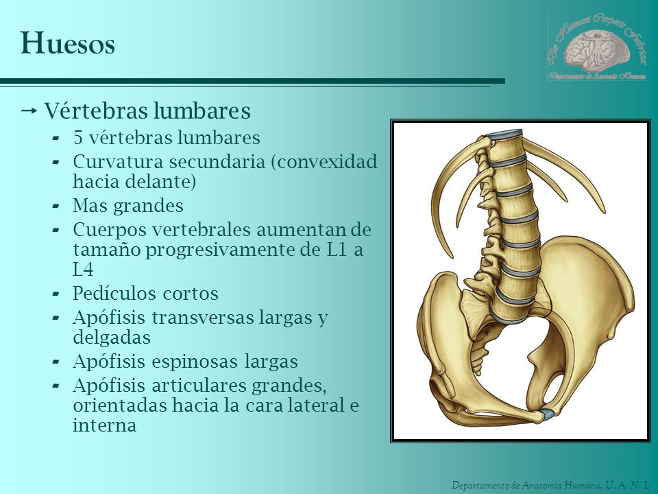 Huesos Vértebras lumbares 5 vértebras lumbares