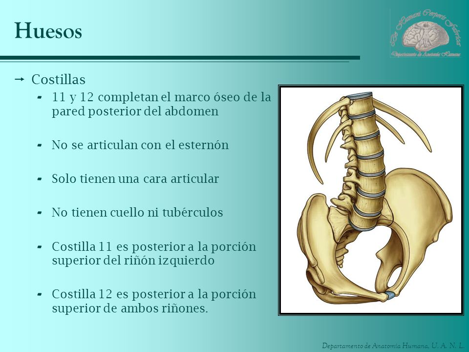 Huesos Costillas. 11 y 12 completan el marco óseo de la pared posterior del abdomen. No se articulan con el esternón.