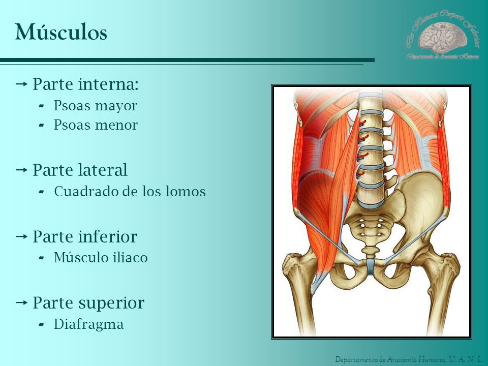 Músculos Parte interna: Parte lateral Parte inferior Parte superior