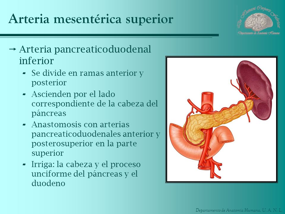 Arteria mesentérica superior