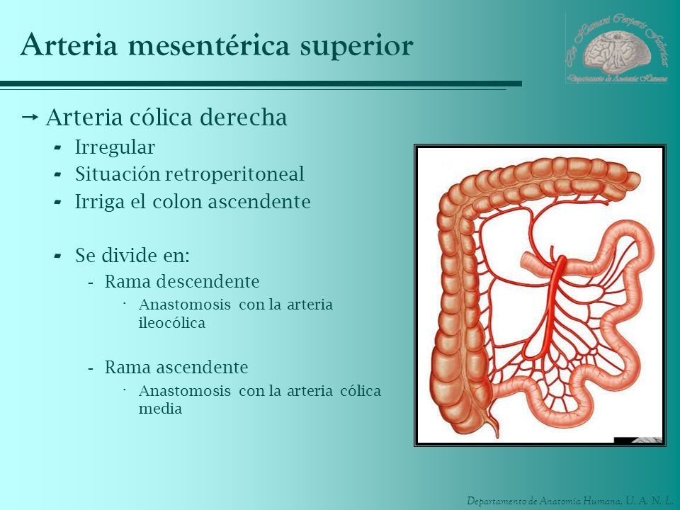 Arteria mesentérica superior