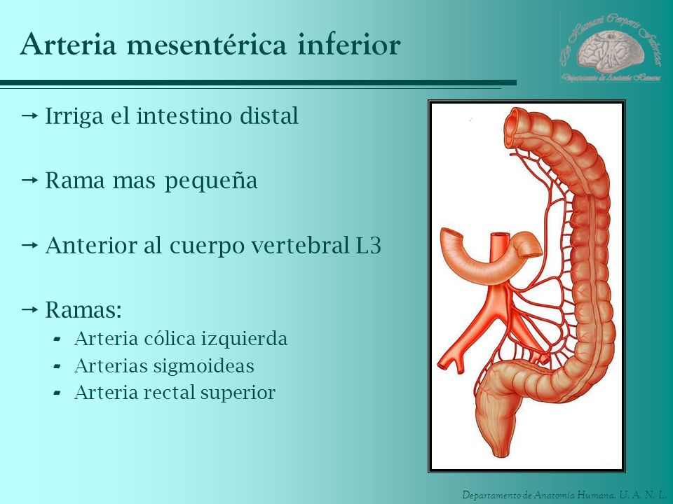 Arteria mesentérica inferior