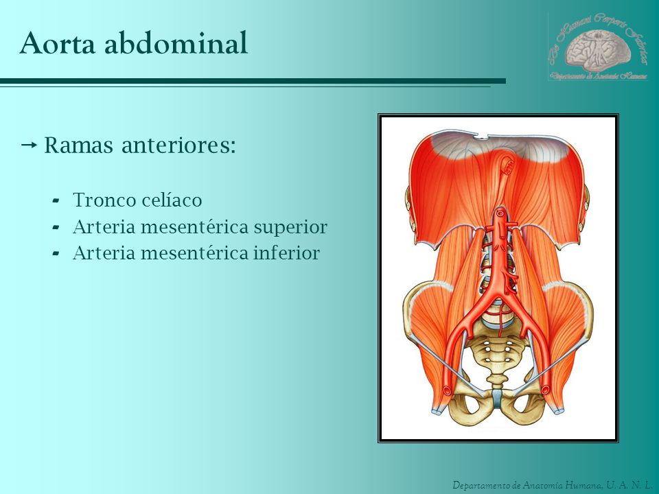 Aorta abdominal Ramas anteriores: Tronco celíaco