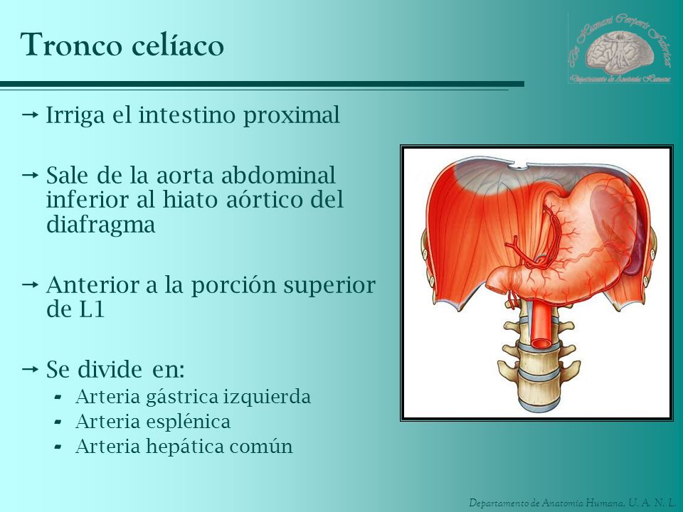 Tronco celíaco Irriga el intestino proximal