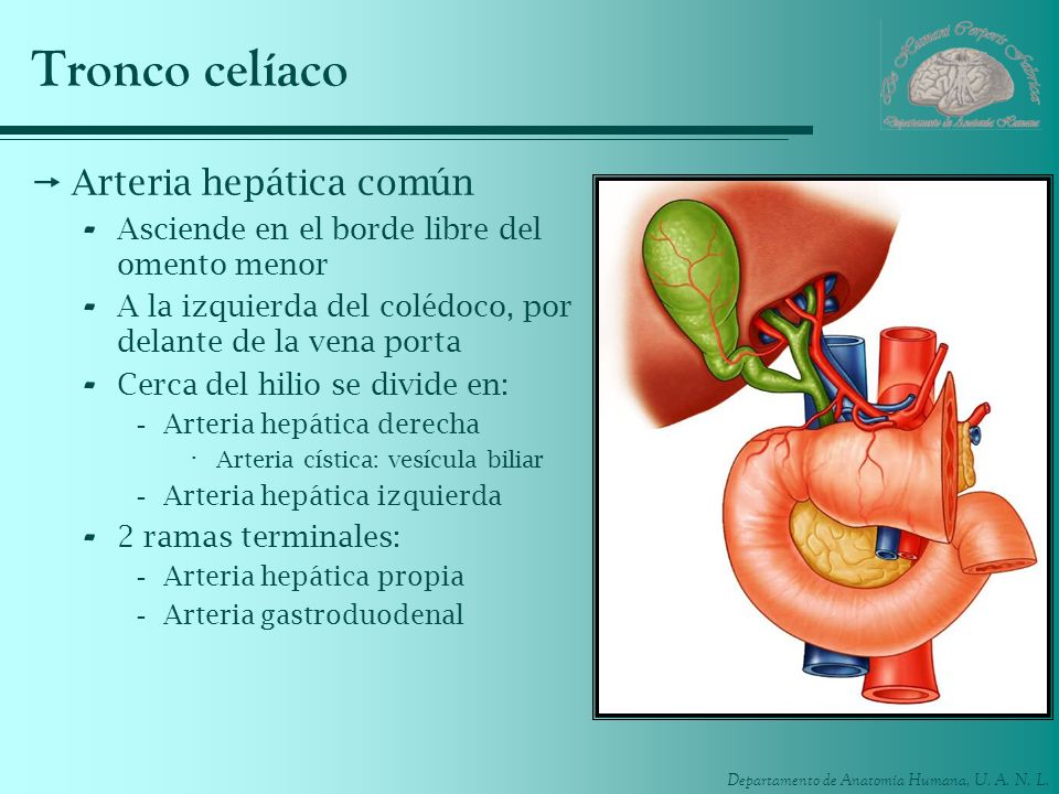 Tronco celíaco Arteria hepática común