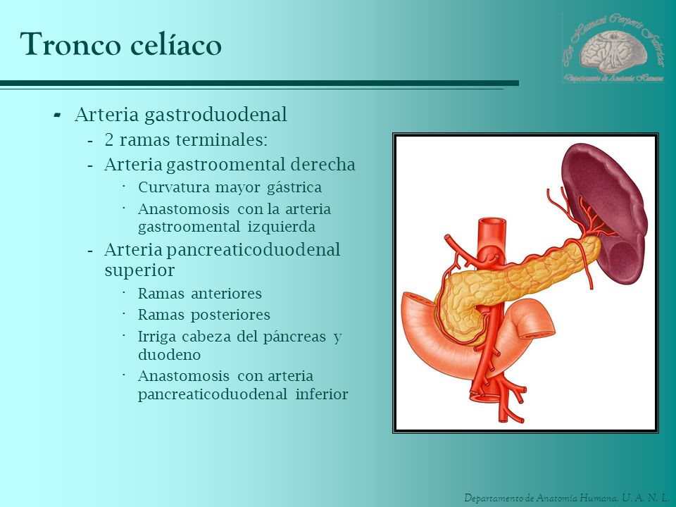 Tronco celíaco Arteria gastroduodenal 2 ramas terminales: