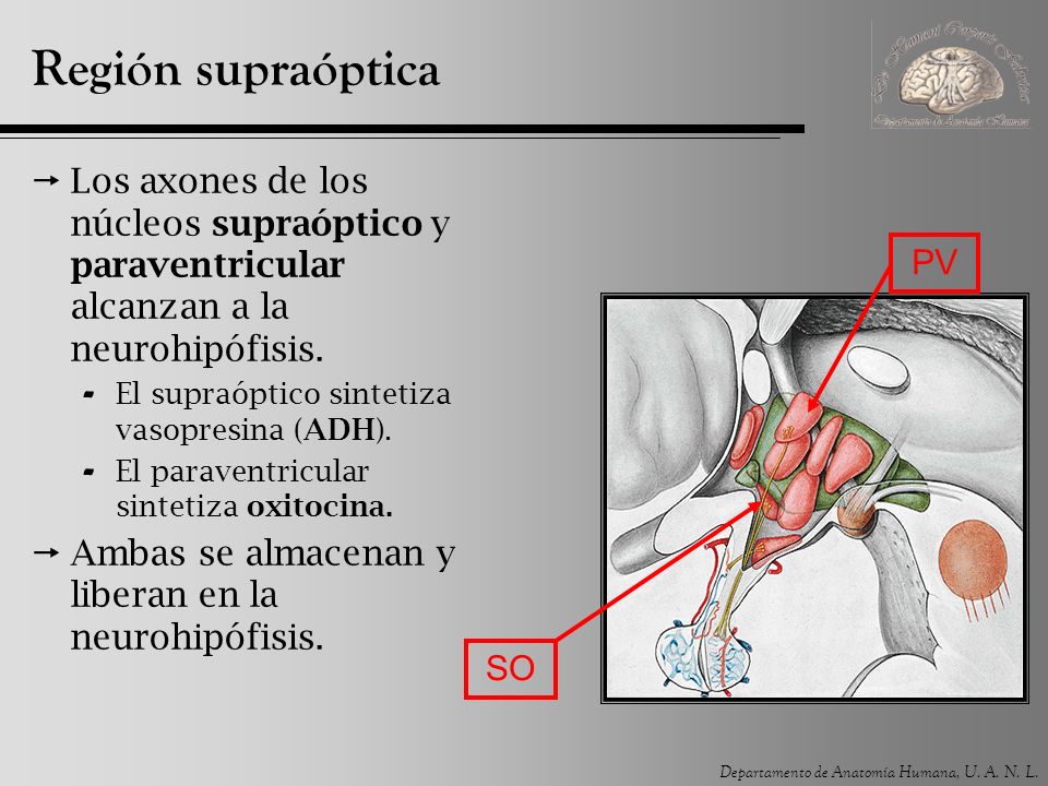 Región supraóptica Los axones de los núcleos supraóptico y paraventricular alcanzan a la neurohipófisis.