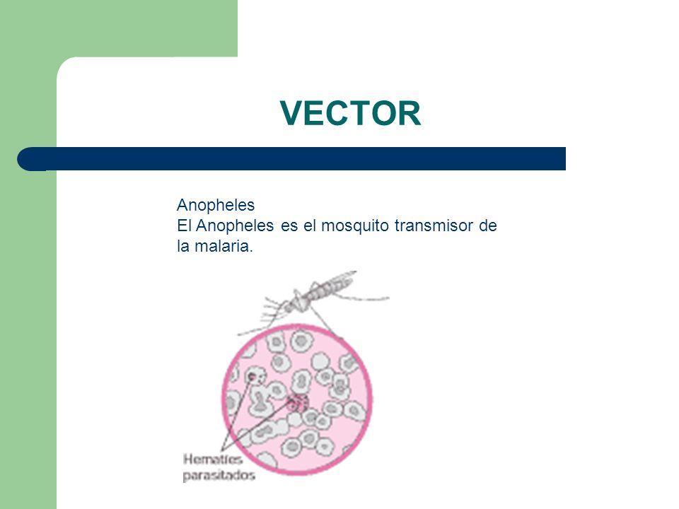 VECTOR Anopheles El Anopheles es el mosquito transmisor de la malaria.