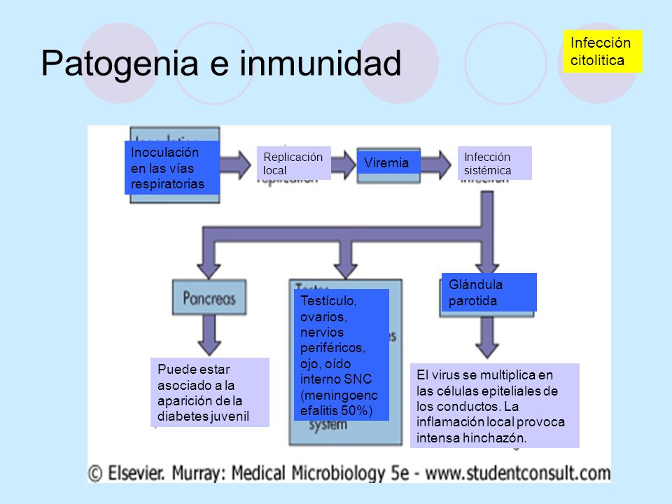 Patogenia e inmunidad Infección citolitica
