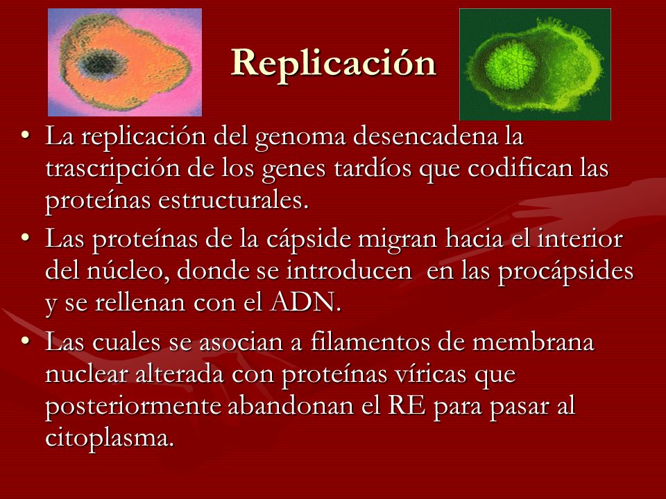 Replicación La replicación del genoma desencadena la trascripción de los genes tardíos que codifican las proteínas estructurales.