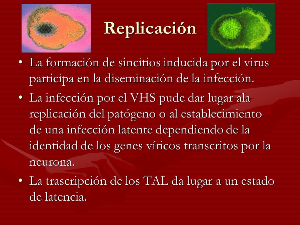 Replicación La formación de sincitios inducida por el virus participa en la diseminación de la infección.