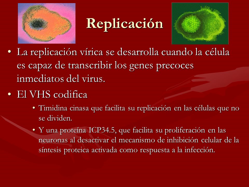 Replicación La replicación vírica se desarrolla cuando la célula es capaz de transcribir los genes precoces inmediatos del virus.
