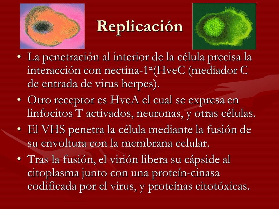Replicación La penetración al interior de la célula precisa la interacción con nectina-1α(HveC (mediador C de entrada de virus herpes).