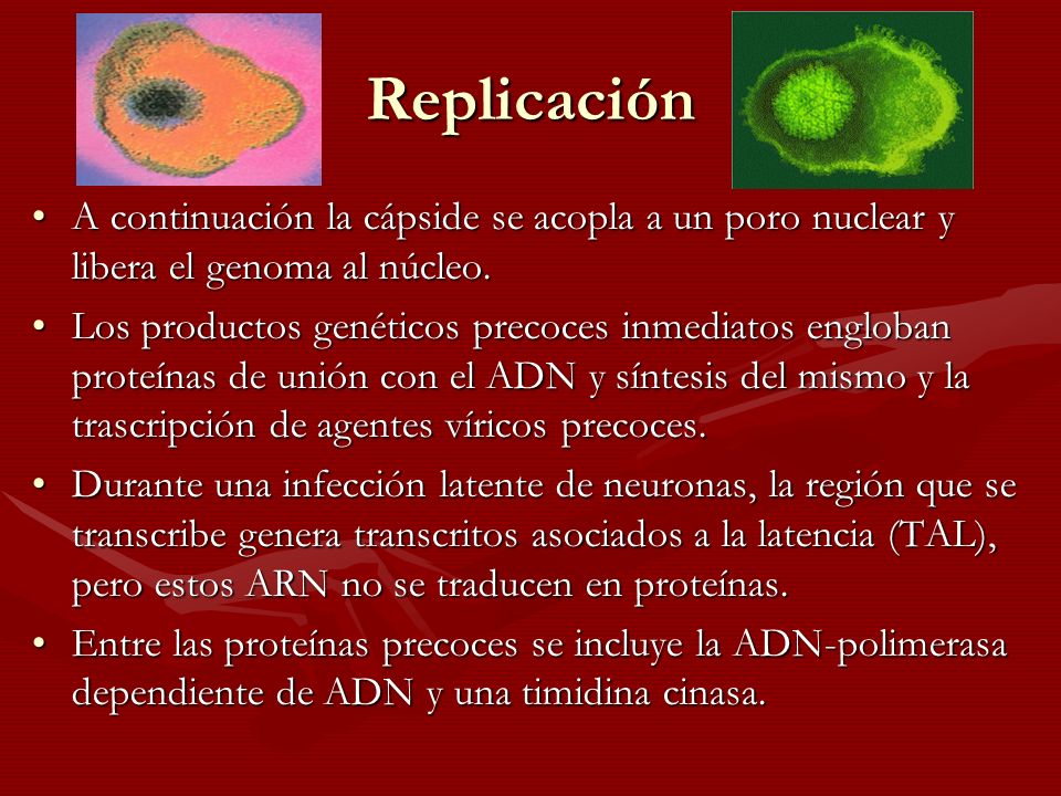 Replicación A continuación la cápside se acopla a un poro nuclear y libera el genoma al núcleo.