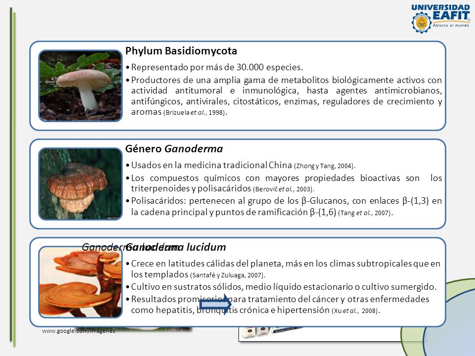 Phylum Basidiomycota Género Ganoderma Ganoderma lucidum