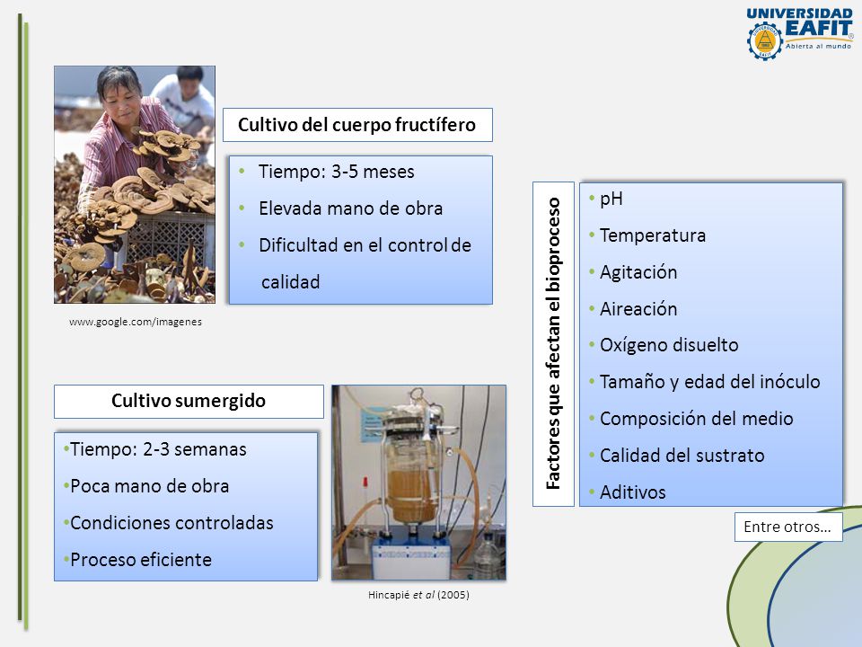 Cultivo del cuerpo fructífero Factores que afectan el bioproceso