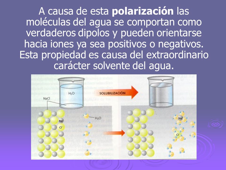 A causa de esta polarización las moléculas del agua se comportan como verdaderos dipolos y pueden orientarse hacia iones ya sea positivos o negativos.