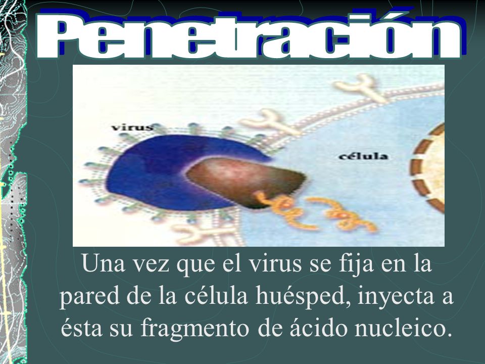 Penetración Una vez que el virus se fija en la pared de la célula huésped, inyecta a ésta su fragmento de ácido nucleico.