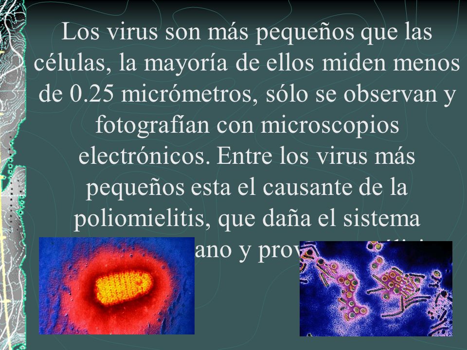 Los virus son más pequeños que las células, la mayoría de ellos miden menos de 0.25 micrómetros, sólo se observan y fotografían con microscopios electrónicos.