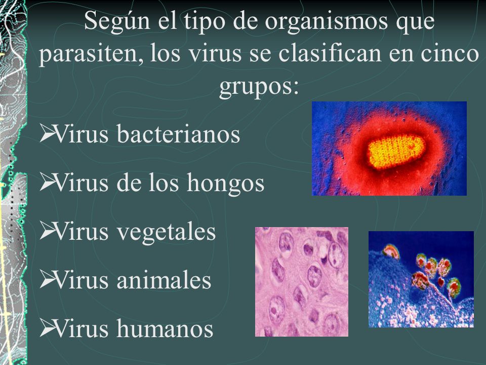 Según el tipo de organismos que parasiten, los virus se clasifican en cinco grupos: