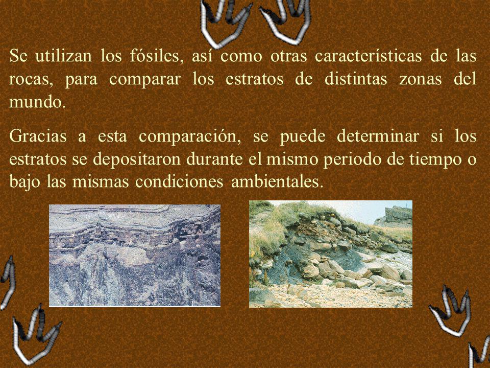 Se utilizan los fósiles, así como otras características de las rocas, para comparar los estratos de distintas zonas del mundo.