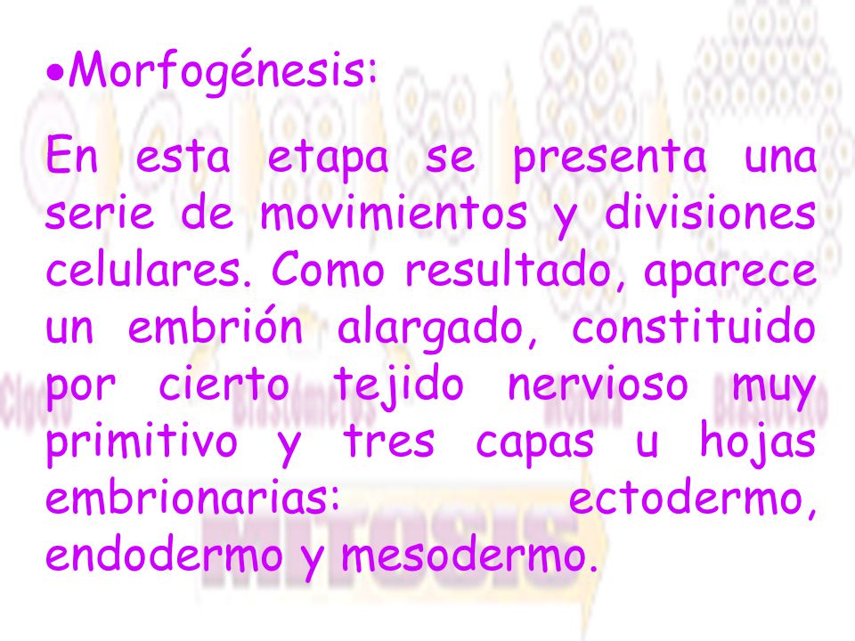 Morfogénesis: