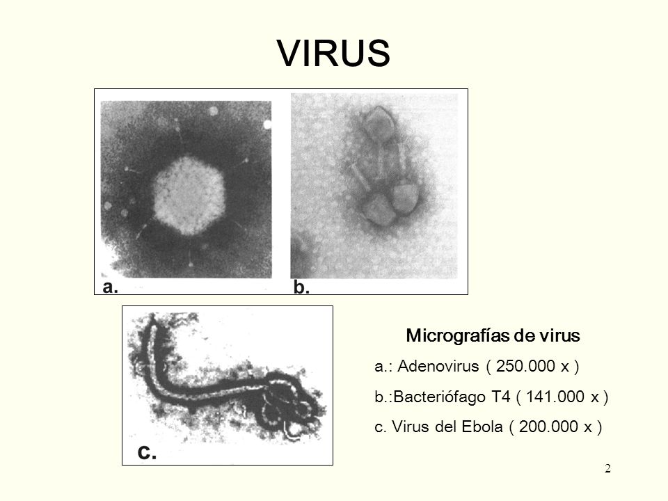 VIRUS Micrografías de virus a.: Adenovirus ( x )