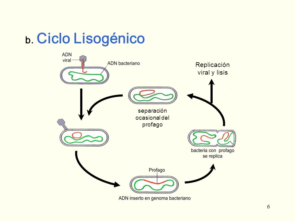 b. Ciclo Lisogénico Replicación viral y lisis