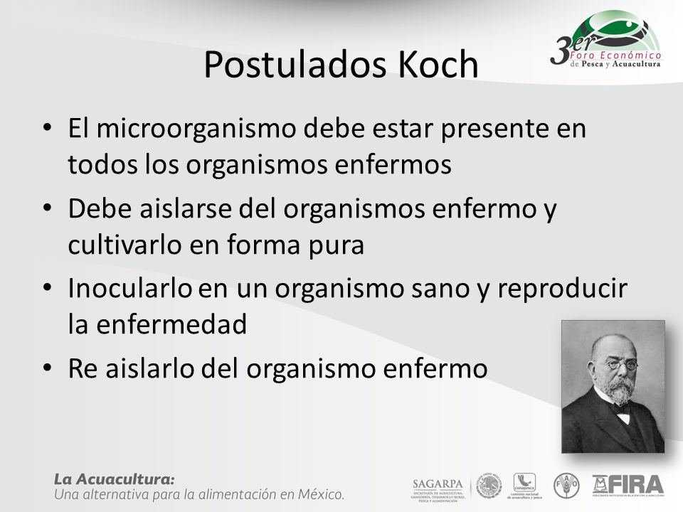 Postulados Koch El microorganismo debe estar presente en todos los organismos enfermos.