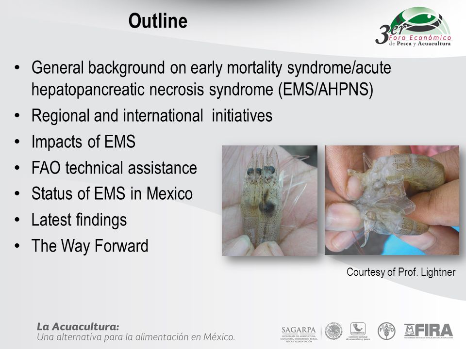Outline General background on early mortality syndrome/acute hepatopancreatic necrosis syndrome (EMS/AHPNS)