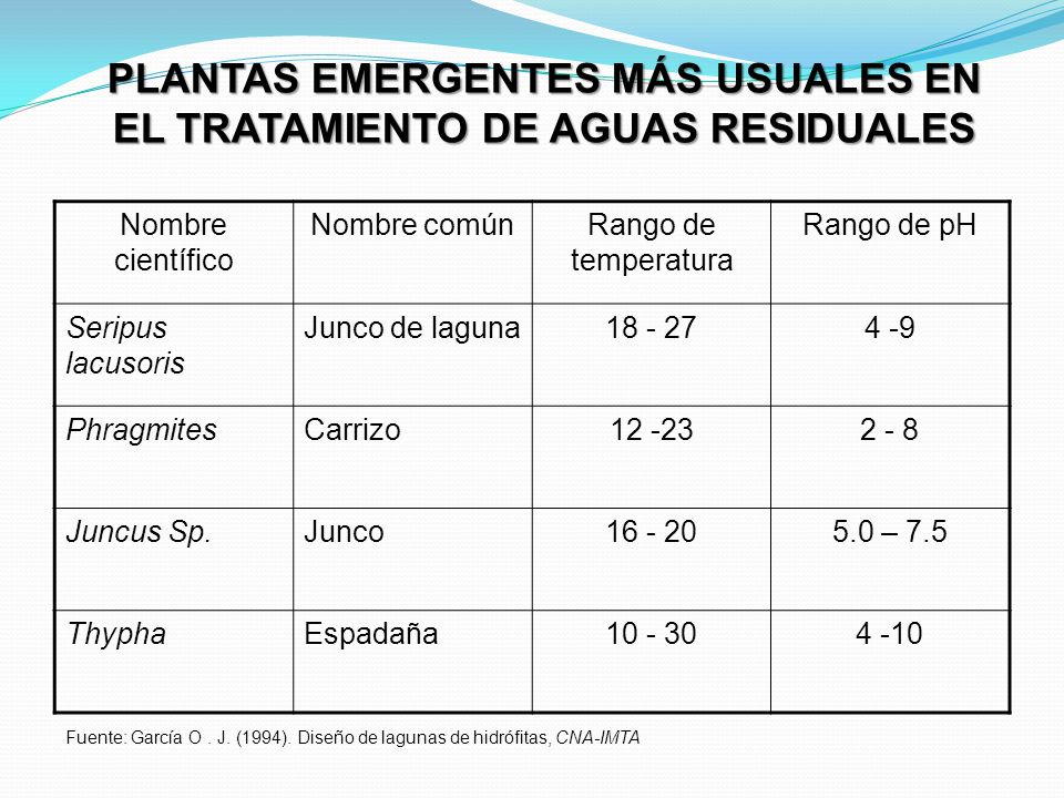 PLANTAS EMERGENTES MÁS USUALES EN EL TRATAMIENTO DE AGUAS RESIDUALES