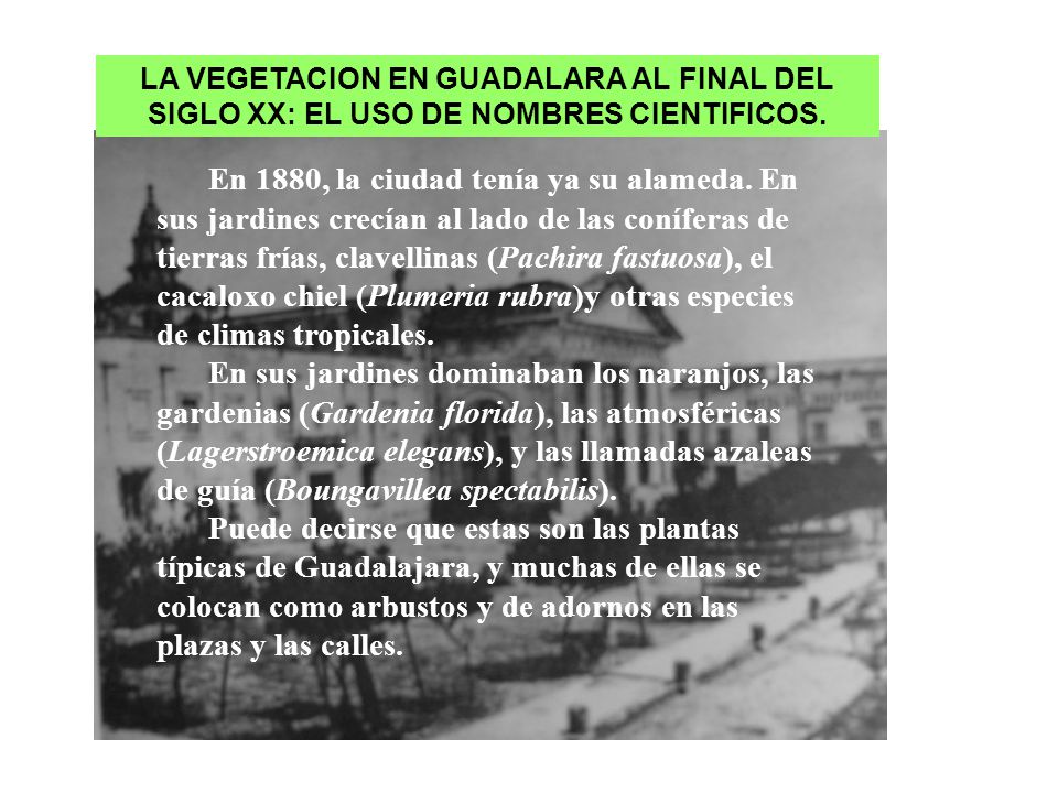 LA VEGETACION EN GUADALARA AL FINAL DEL SIGLO XX: EL USO DE NOMBRES CIENTIFICOS.