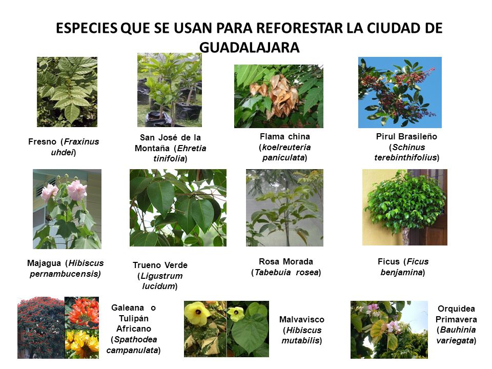 ESPECIES QUE SE USAN PARA REFORESTAR LA CIUDAD DE GUADALAJARA