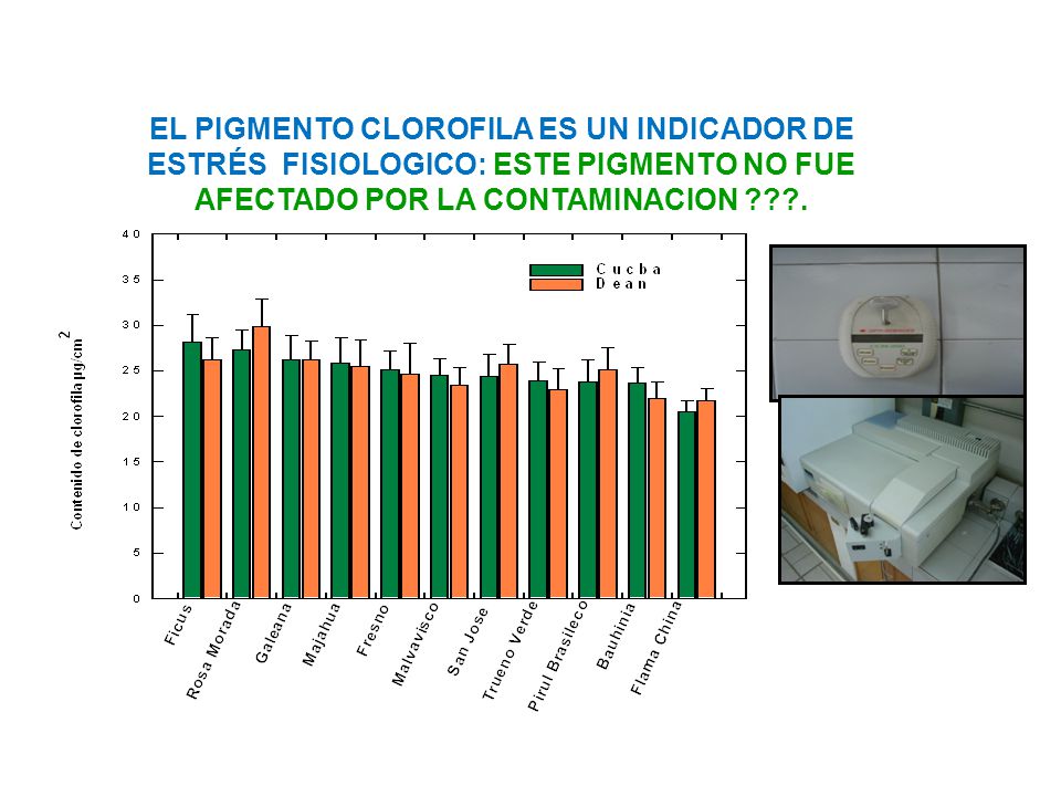 EL PIGMENTO CLOROFILA ES UN INDICADOR DE ESTRÉS FISIOLOGICO: ESTE PIGMENTO NO FUE AFECTADO POR LA CONTAMINACION .