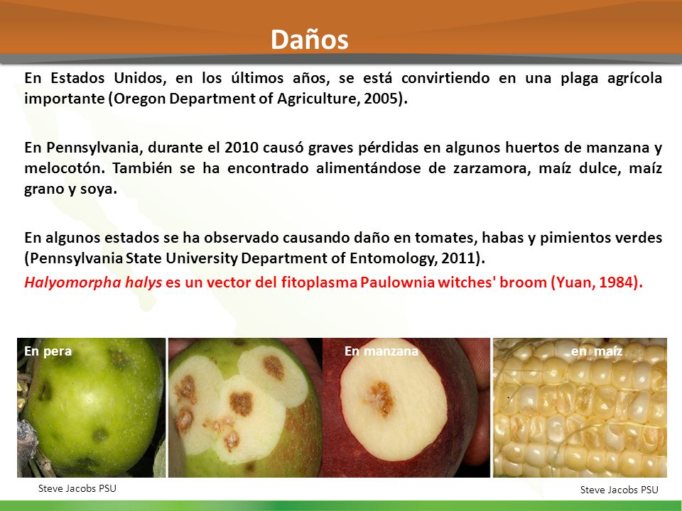 Daños En Estados Unidos, en los últimos años, se está convirtiendo en una plaga agrícola importante (Oregon Department of Agriculture, 2005).