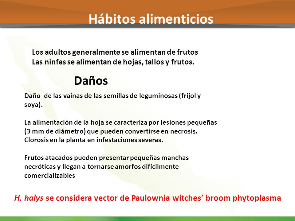 H. halys se considera vector de Paulownia witches’ broom phytoplasma