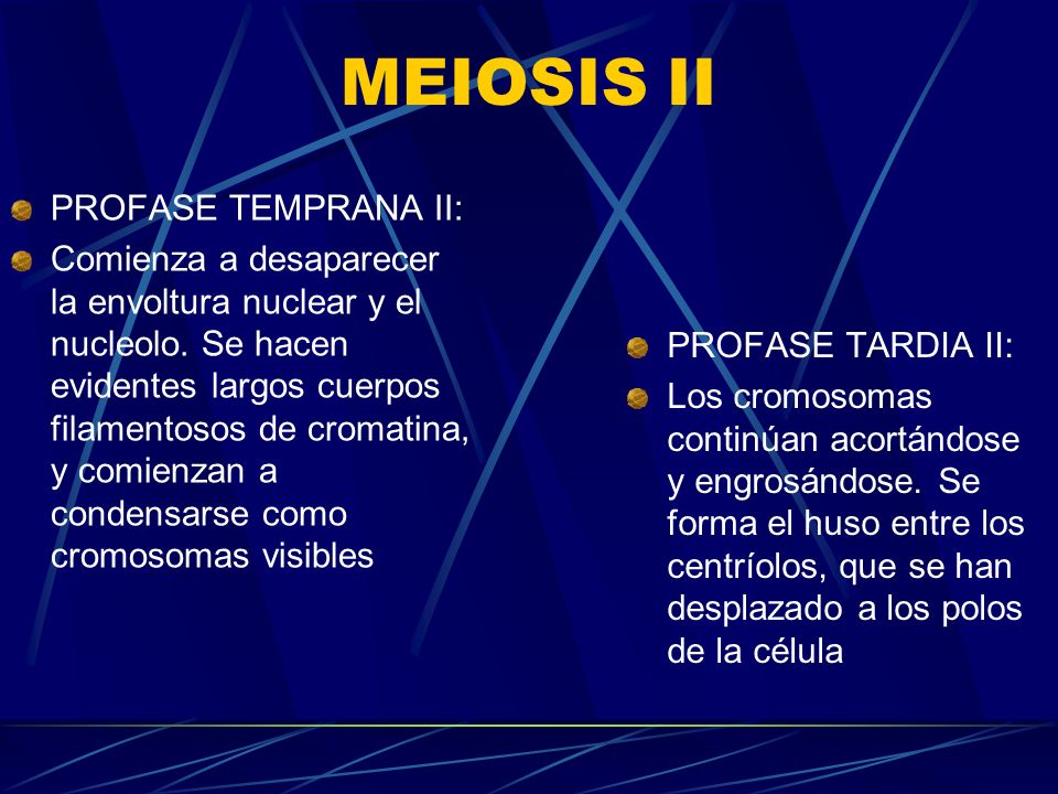 MEIOSIS II PROFASE TEMPRANA II: