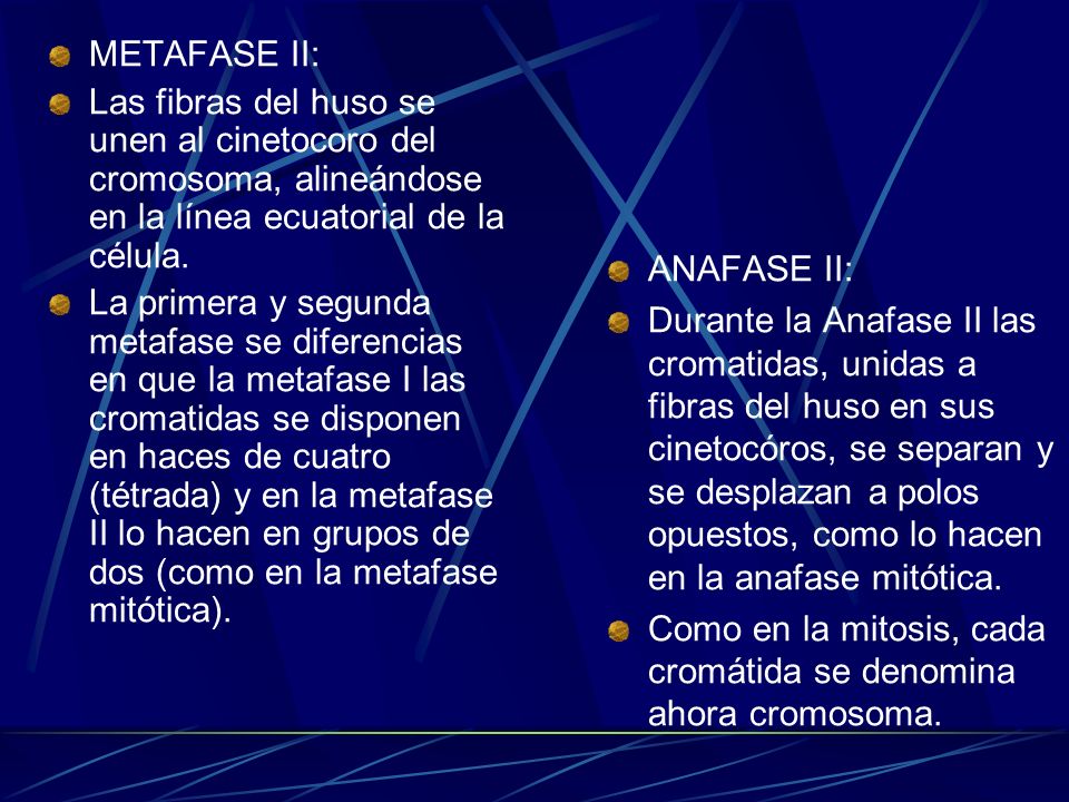 METAFASE II: Las fibras del huso se unen al cinetocoro del cromosoma, alineándose en la línea ecuatorial de la célula.